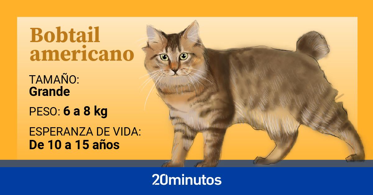 American Bobtail, a wild-looking cat with an affectionate, cheerful and playful character.