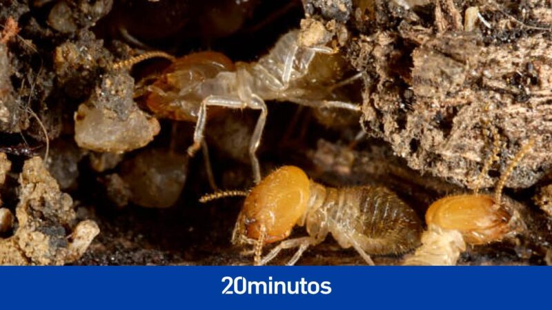 Asian subterranean termites spread to West Florida