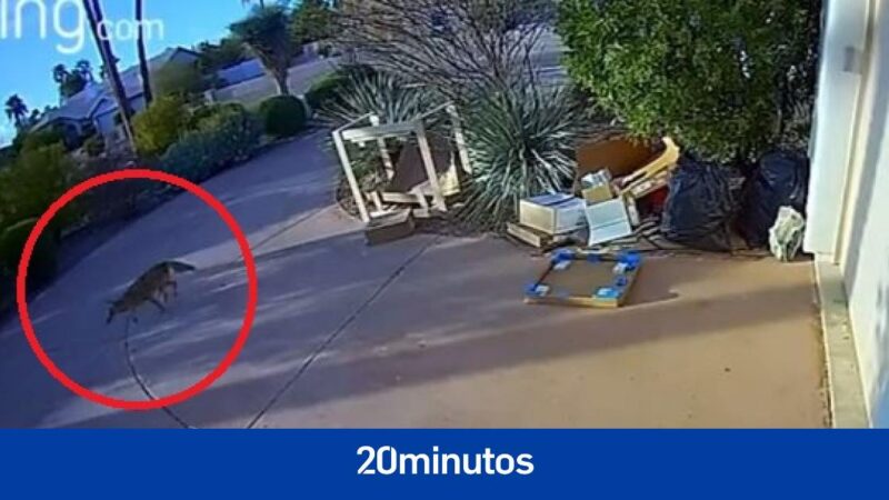 Dramatic moment when a coyote attacks a 21-month-old boy in front of his home