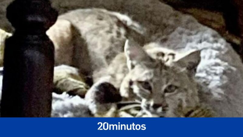 El susto de un hombre al encontrar este animal salvaje donde esperaba ver a su perro