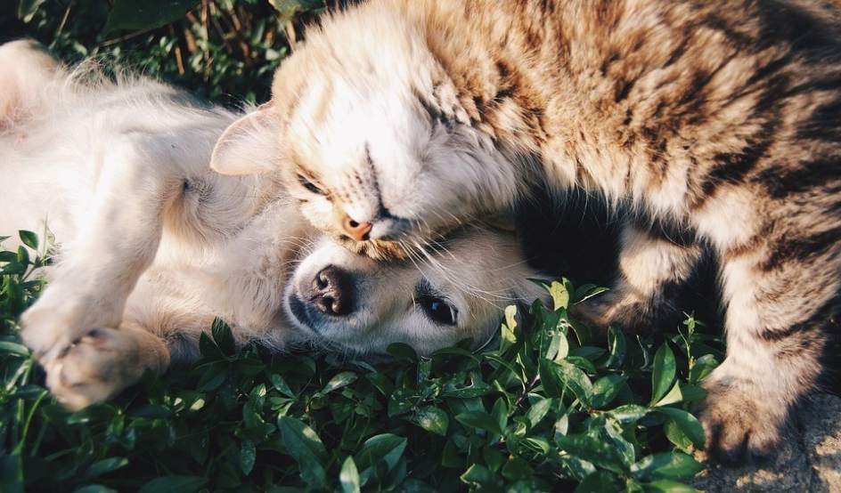 A dog and a cat in a friendly attitude.