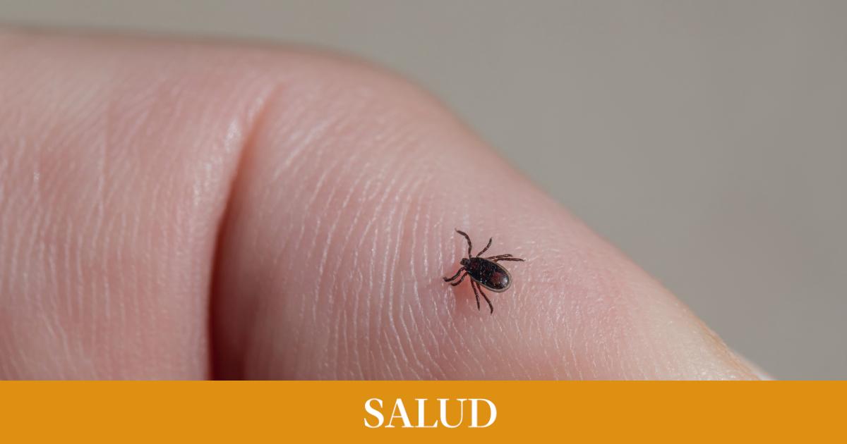 síntomas, causas y tratamiento de la enfermedad transmitida por garrapatas que aumenta en Estados Unidos