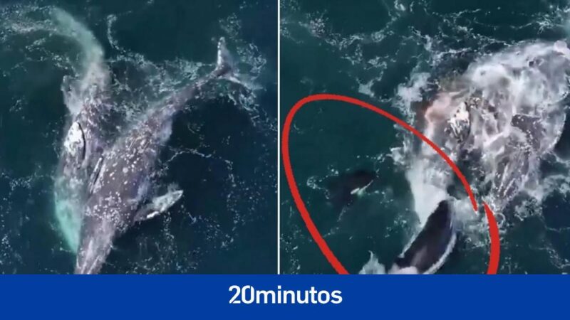 A dozen killer whales unexpectedly attack two huge gray whales