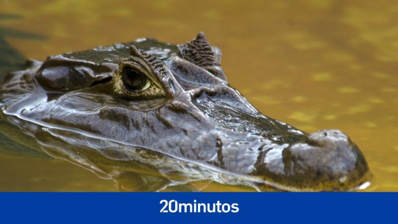 Body of missing Florida boy found in alligator’s mouth