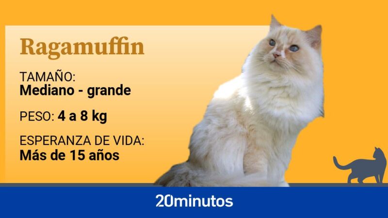 El ragamuffin, una raza de gato emparentada con los ragdoll, de carácter muy dulce y tranquilo