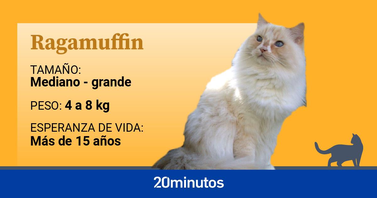 El ragamuffin, una raza de gato emparentada con los ragdoll, de carácter muy dulce y tranquilo