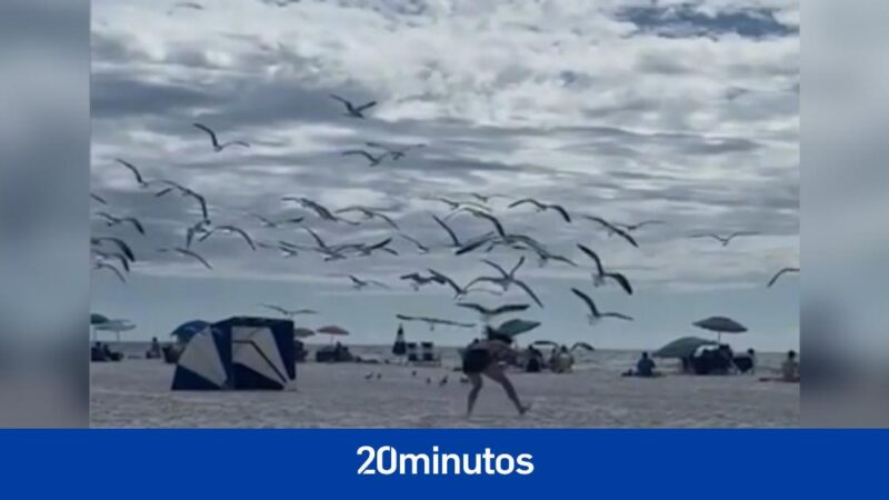 The comical battle for the most sought-after sandwich on this beach