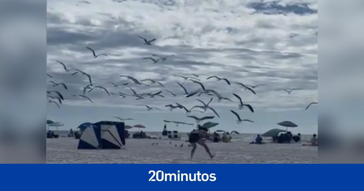 The comical battle for the most sought-after sandwich on this beach