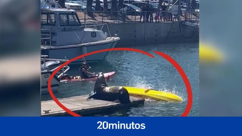 The comical moment when a couple falls out of a kayak into the water after a sea lion starts barking angrily at them